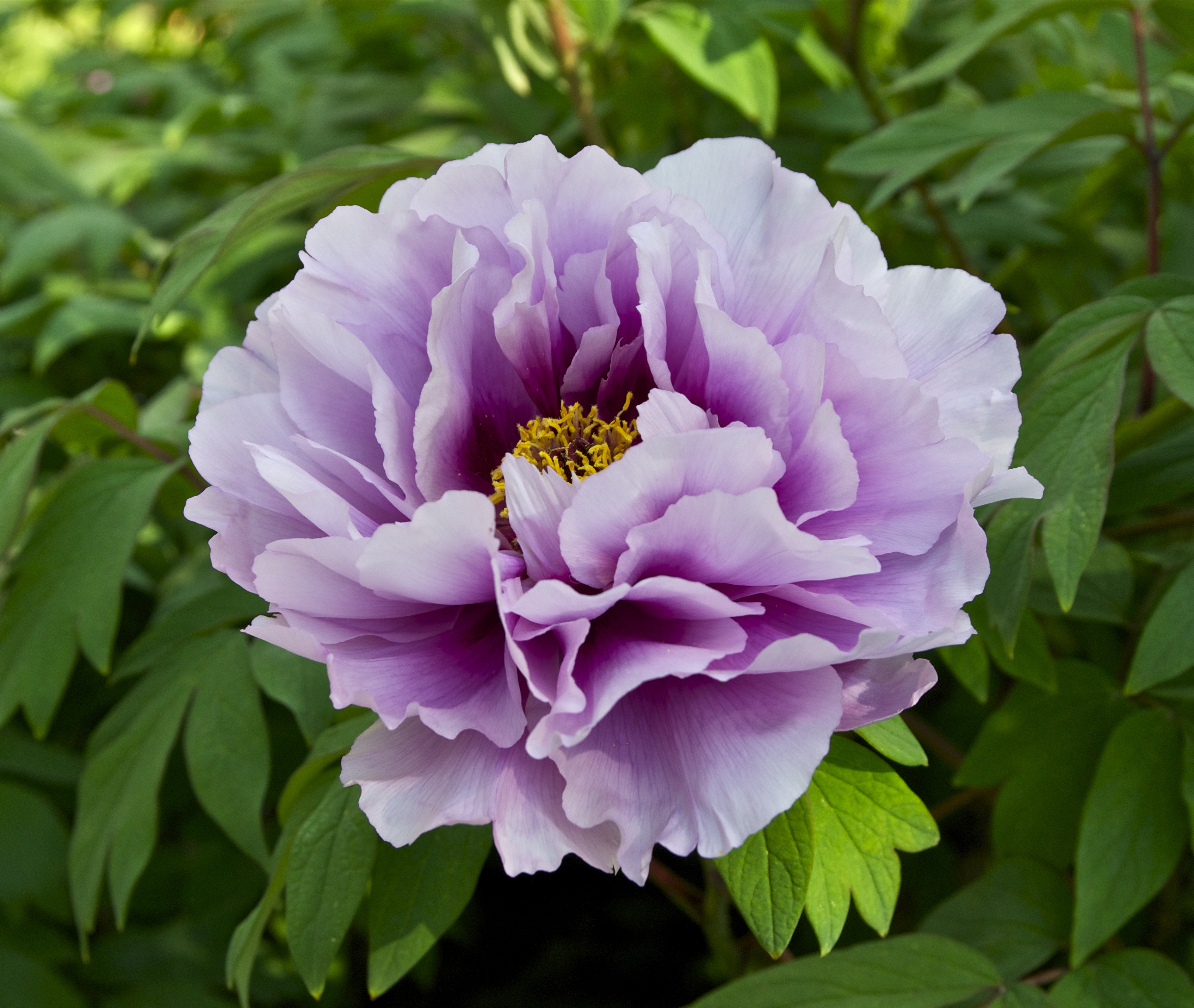 Are Peonies And Other Flowers Poisonous For Dogs Lazy Dog Inn